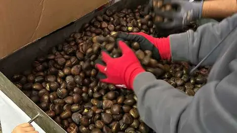 Castañada de Corrales del Vino