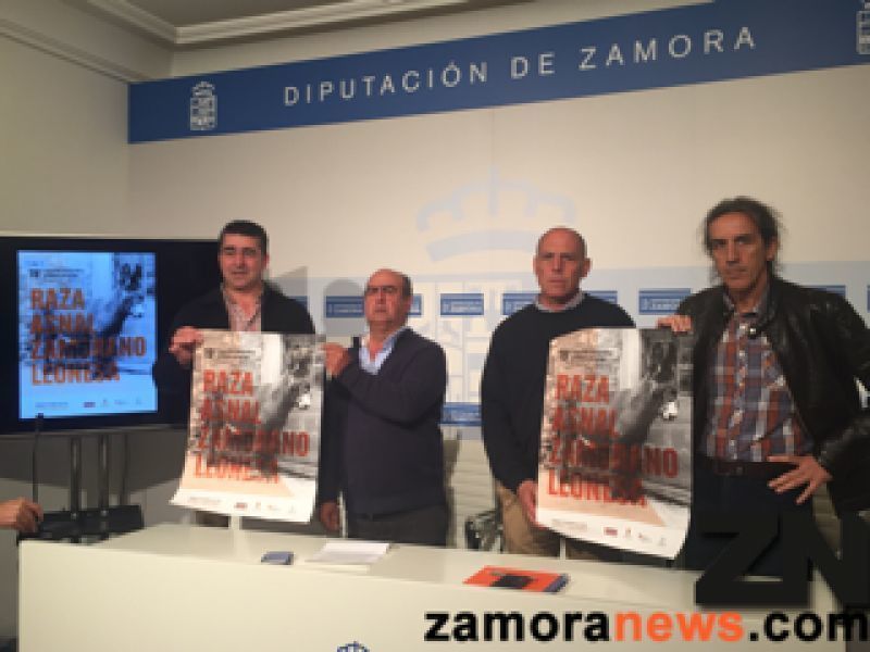 San Vitero acoge la XIX Exposición monográfica de la Raza Asnal Zamorano-Leonesa y Subasta de Buches