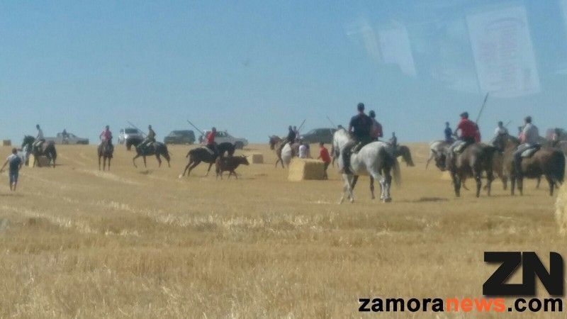 Encierro en Madridanos costeado por los vecinos de la localidad