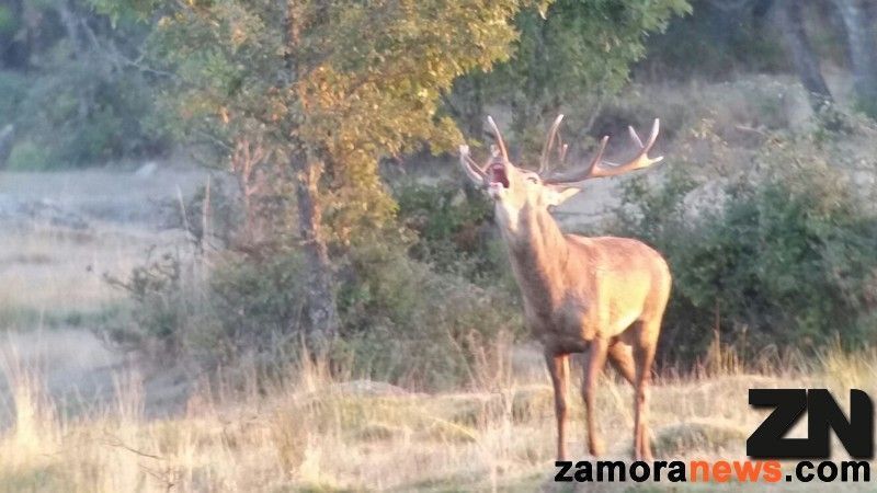 Natur Zamora denuncia la puesta en peligro de especies amenazadas o en peligro de extinción tras la publicación de fotografías explicitas en diferentes medios