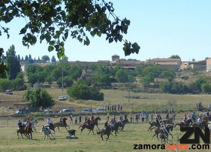 Encierro con susto incluido en Venialbo