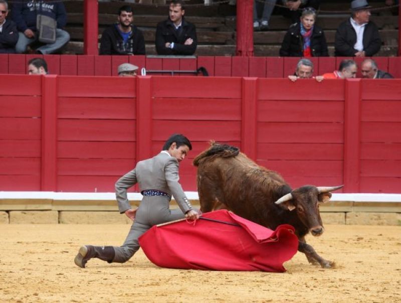 El Foro Taurino de Zamora suspende la tienta en la plaza de Toros de Fuentesaúco