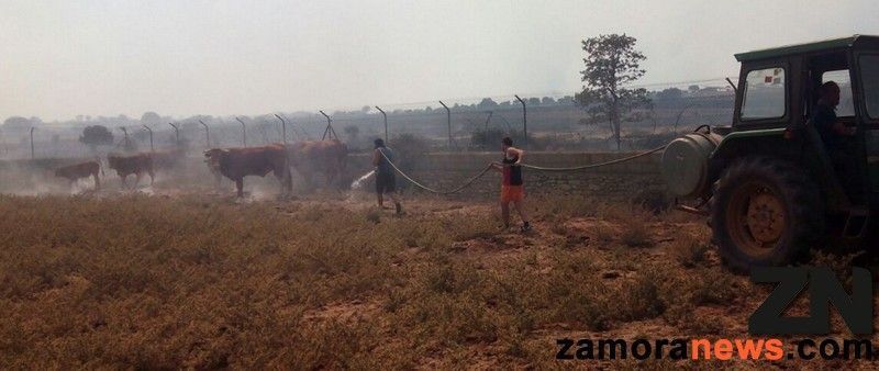 Ganaderos intentan refrescar a los animales ante la proximidad del fuego