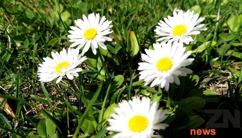 Hoy comienza la primavera, la estación que trae cambios, hasta de horario