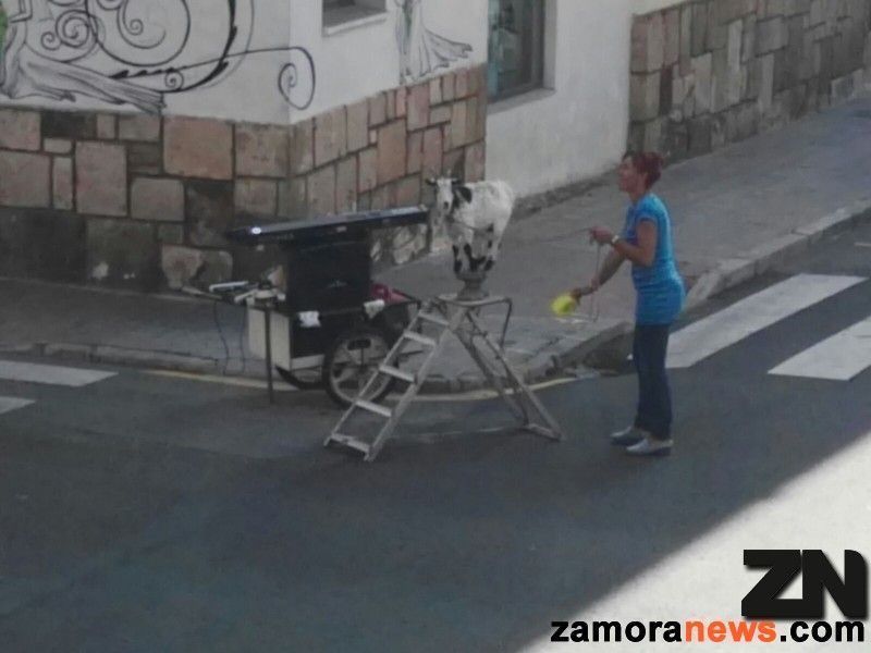 La cabra sobre la escalera y el pedestal junto con la música retornan en las esquinas de la ciudad de Zamora