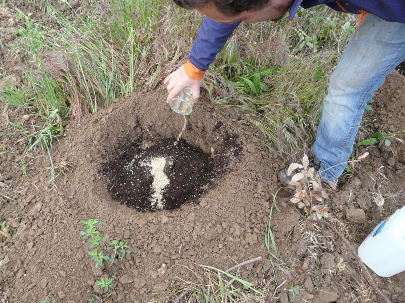 Ya hay trufas negras en la plantación del Vivero de la Diputación despúes de 10 años de espera