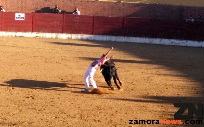 El recortador toresano Carlos García "Garci" sufre una cornada en la plaza de Toros de Fuentesaúco