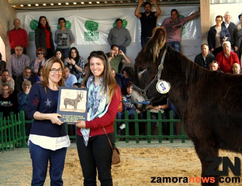Una mañana radiante en San Vitero acogió la XIX Exposición monográfica de la Raza Asnal Zamorano-Leonesa y Subasta de Buches