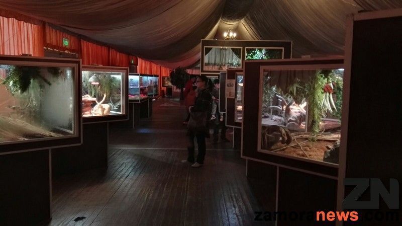 Una de las mejores colecciones de reptiles en el Centro Comercial Valderaduey