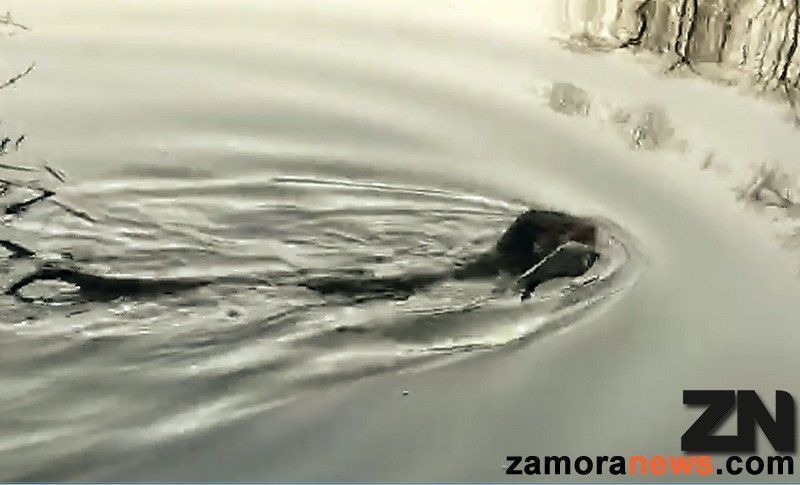 La nutria vecina de la Ciudad Deportiva de Zamora