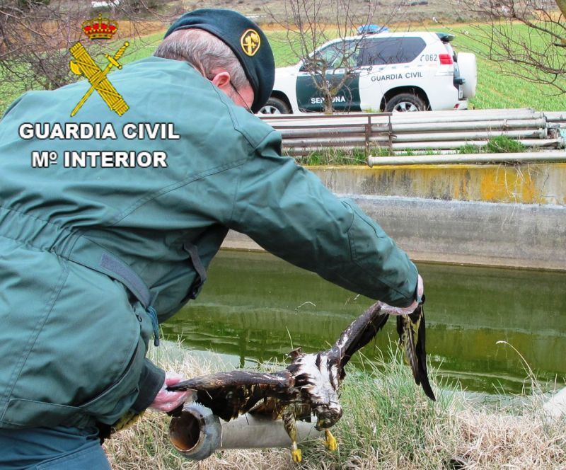 La Guardia Civil recupera un milano real provisto de localizador, tras ser solicitada colaboración por el Instituto Ornitológico Suizo