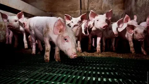 Explotación de cerdos