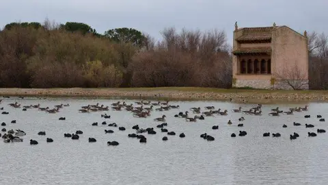 Las lagunas de Villafáfila (2)