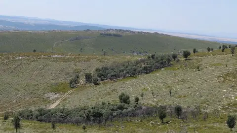 bosquejos de encinas cara sur culebra