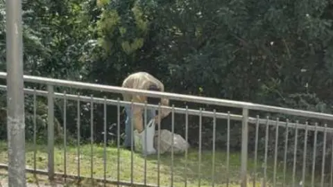 Robo de comida colonias felinas