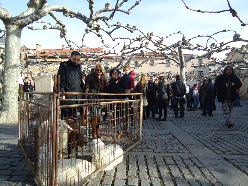 Ovejas en la concentración.