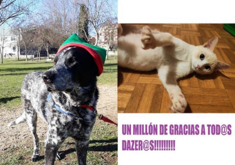 Lluvia de solidaridad en DAZ que logra recaudar 835 euros en apenas 72 horas