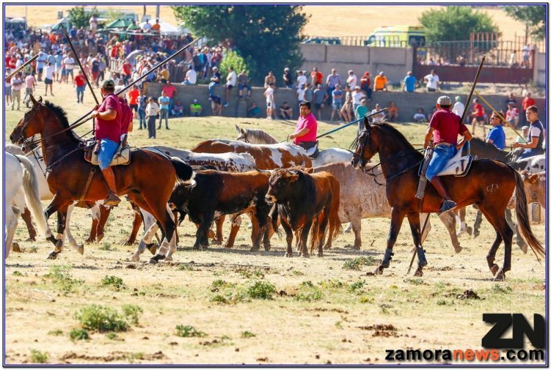Segundo encierro en Fuentesaúco toros con buen trapío pero sin fuerza en los espantes
