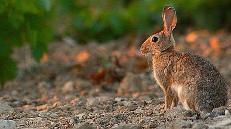 La caza del conejo se flexibiliza y amplía debido a su superabundancia en la media veda que arrancará el 15 de agosto