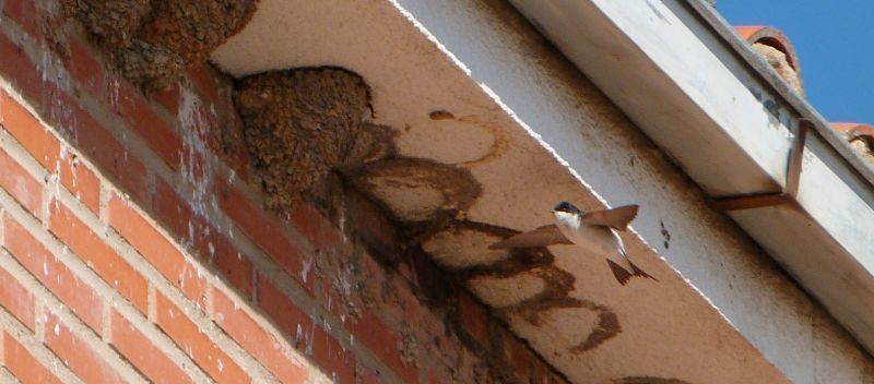 NaturZamora y GREFA denuncian la destrucción intencionada de 115 nidos de avión común una especie protegida en el casco urbano de Toro