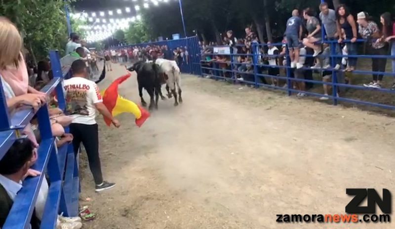 Rencillas y polémica en el encierro de Venialbo