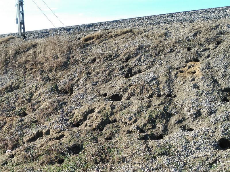 Adif AV adjudica la instalación de más de 450 km de vallado de refuerzo para proteger las vías frente a la entrada de conejos por importe cercano a los 3 millones de euros