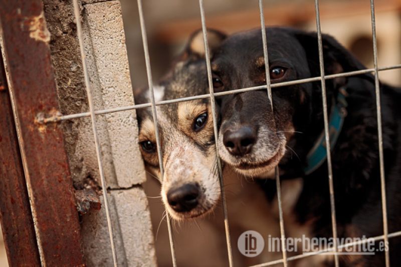 El Ayuntamiento de Benavente y la Asociación Protectora de Animales "Procan-Hogar para un amigo" recogerán los perros abandonados