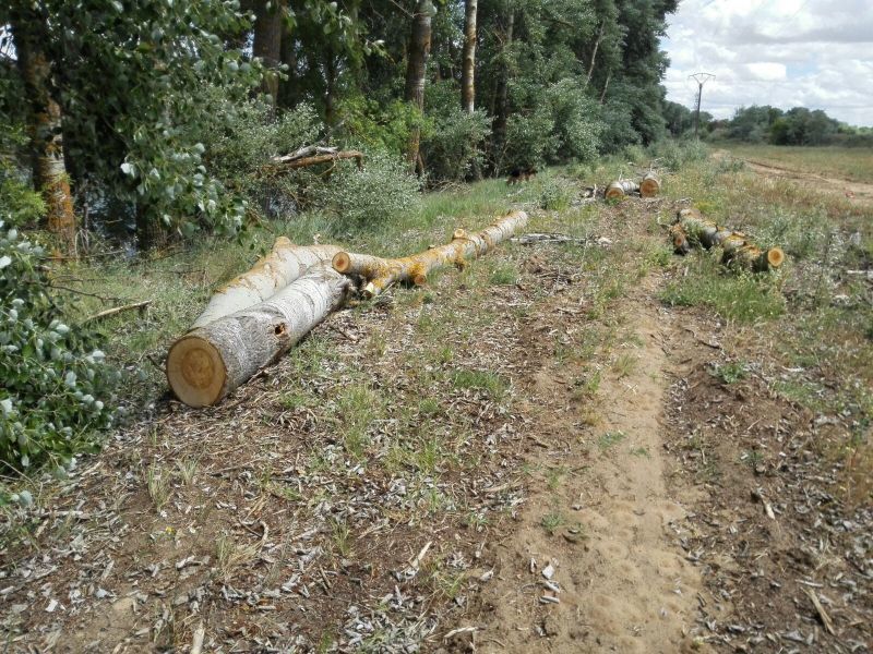 El Colectivo Ciudadanos del Reino de León denuncian la tala de árboles entre Zamora y Carrascal