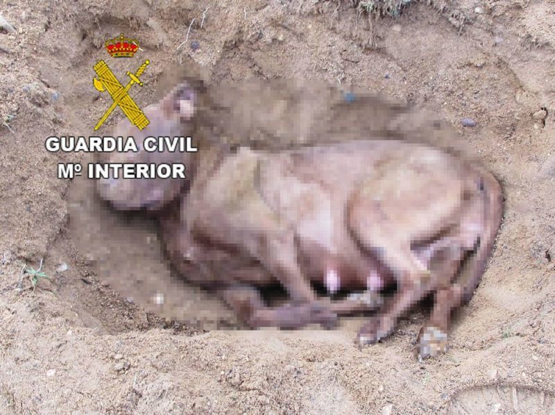 La Guardia Civil investiga a cuatro personas como supuestos autores de un delito de maltrato animal