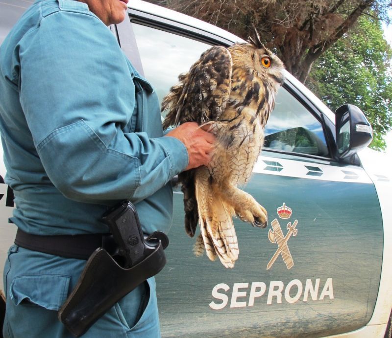 La Guardia Civil entrega un búho real al Centro de Recuperación de Aves de Villaralbo
