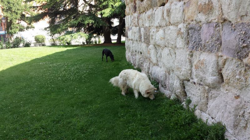 El Ayuntamiento de Benavente aprueba una nueva ordenanza fiscal de tenencia y adopción de animales