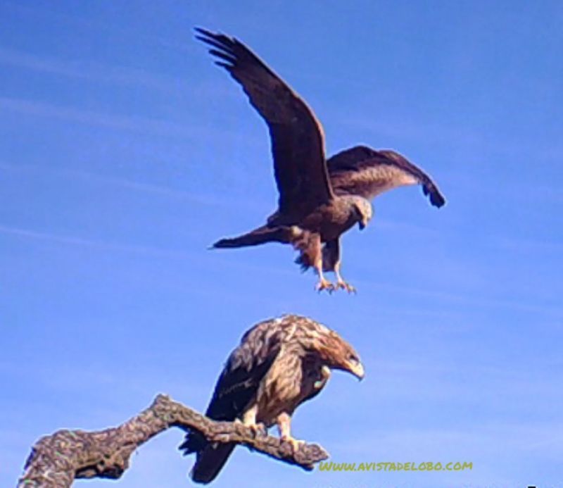 Constatada la presencia del Águila Imperial en la provincia de Zamora