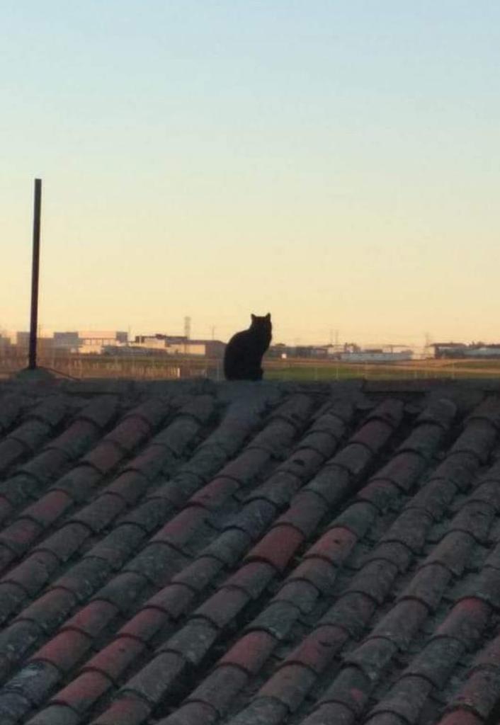 La gata sobre el tejado de la calle Granados, cinco meses de maullidos en las alturas