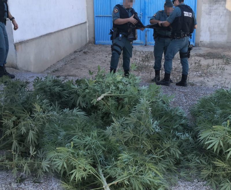 La Guardia Civil investiga a una persona como supuesta autora de un delito contra la salud publica por cultivo y elaboración de Marihuana en la comarca de Toro