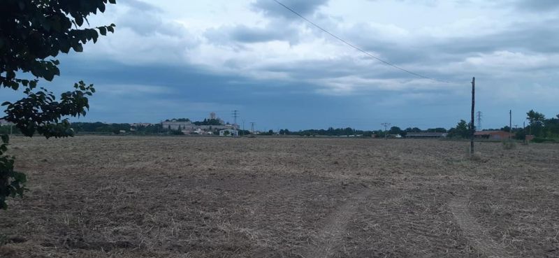 Adiós al campo de amapolas