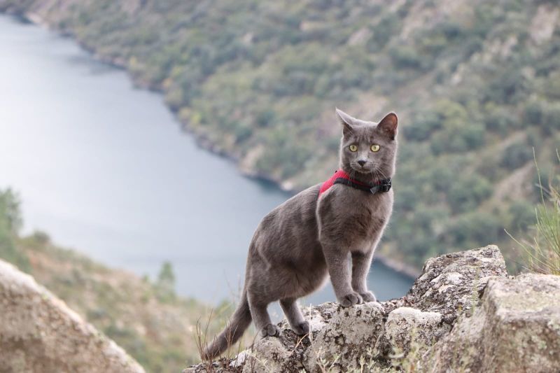Se busca a COCO un gato que paseaba con su dueño entre la laguna de Peces y la de Yeguas en Sanabria