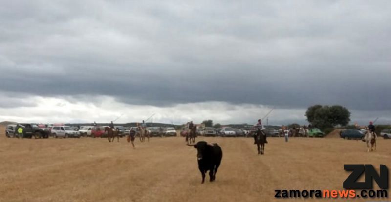 Las reses de los Hermanos Bragado dieron juego en el encierro por las fiestas de la Virgen de las Mercedes en Muga de Alba