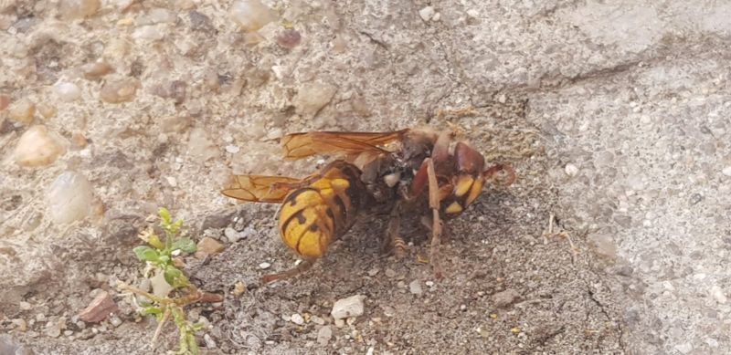 La avispa asiática o velutina llega a la provincia de Zamora, ahora por el sur