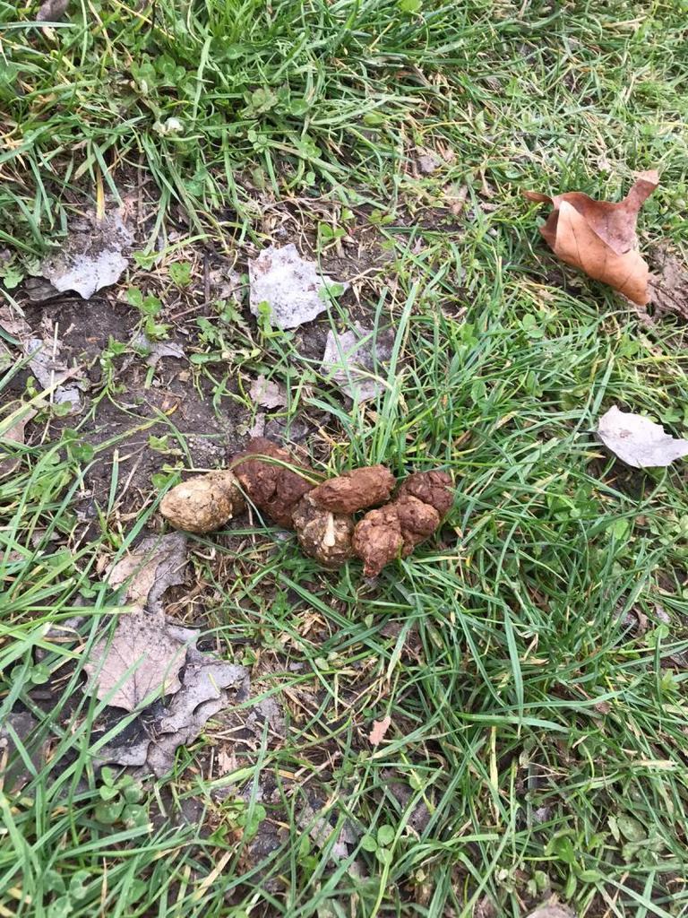 Paseos entre cacas de perro y falta de sentido común de amos y dueños sin respeto