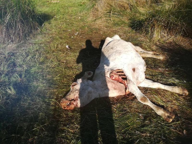 Una vaca y su ternero devorados por los buitres en Moreruela