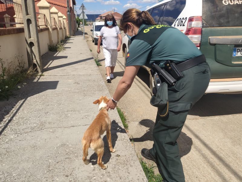 Libran a una cachorra de podenco de morir atropellada en la N-631