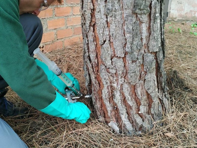 Benavente plata cara a la procesionaria en pleno casco urbano