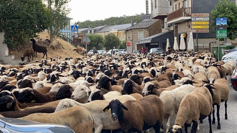 La trashumancia de ganado ovino pasa por El Puente de Sanabria