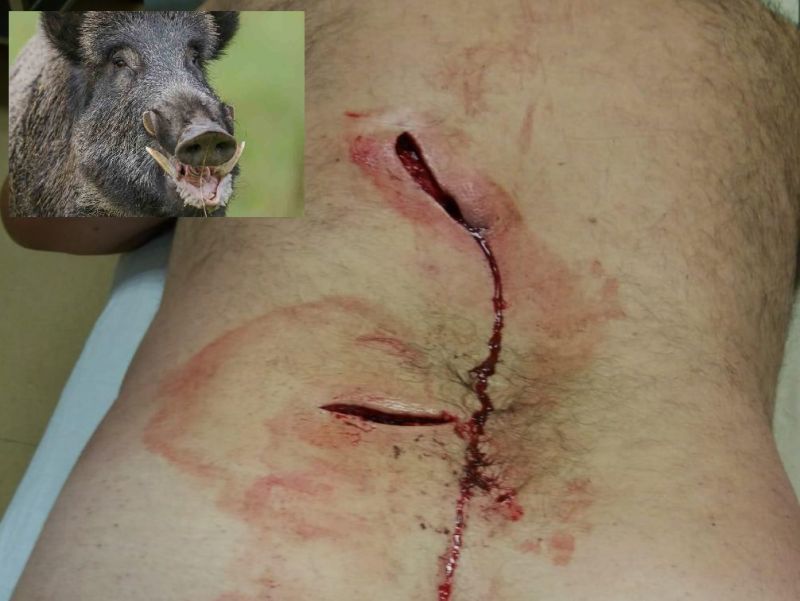 Un jabalí ataca violentamente al alcalde de Piñuel al intentar defender a su rebaño