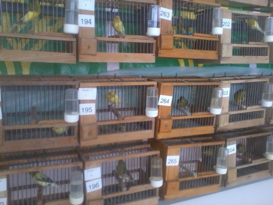 Pájaros de la exposición.