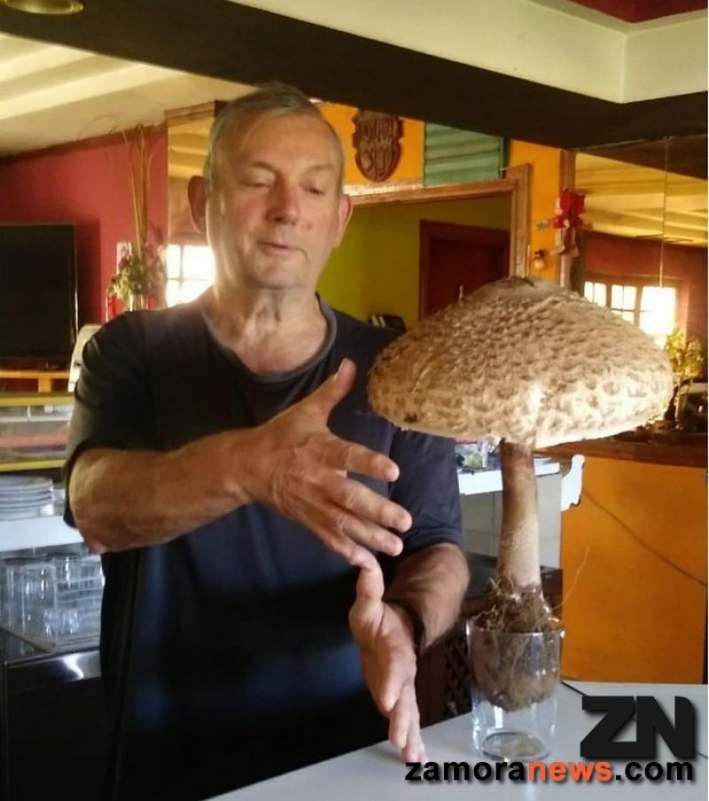 El cucurril gigante de Muelas de los Caballeros