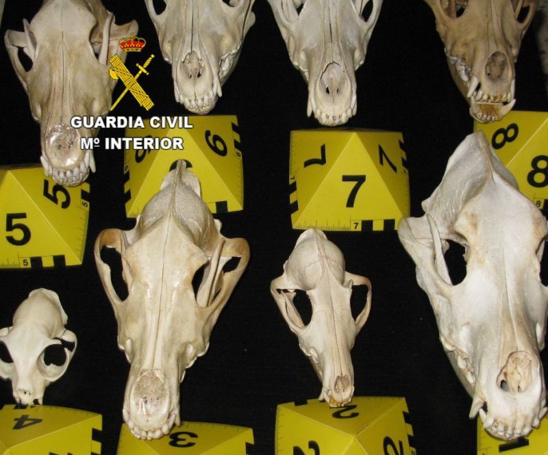 UPA CyL reclama al Gobierno central y a la Junta que asuman y hagan factible la decisión del Tribunal Europeo de respaldar la caza del lobo como herramienta de gestión para controlar sus poblaciones