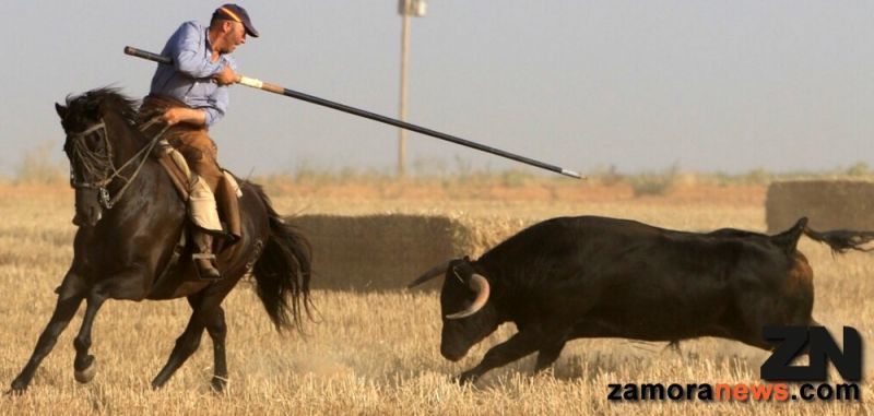Un herido trasladado a Zamora en el encierro de esta tarde de las fiestas del Turista en Manganeses de la Lampreana