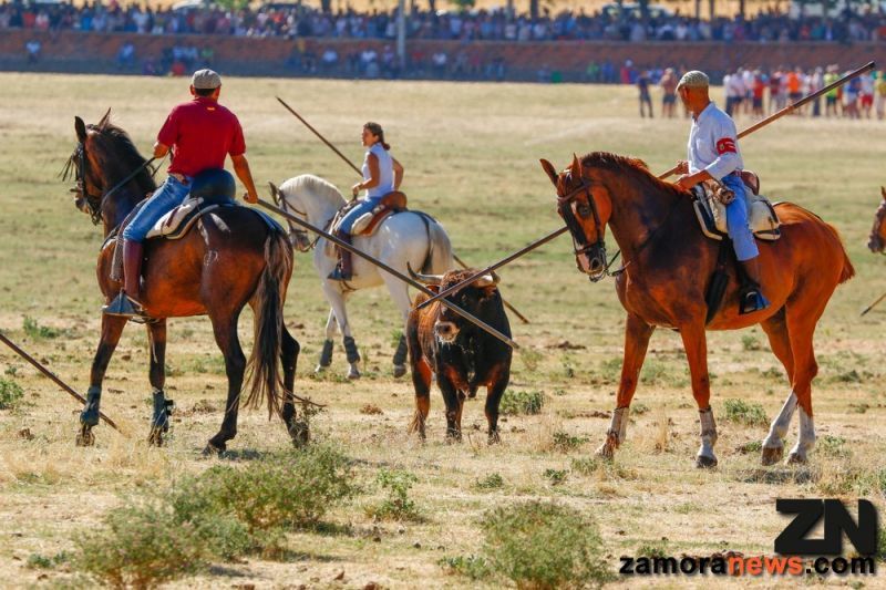 Primer espante en Fuentesaúco sin incidentes pero con las quejas de los caballistas por la falta de carreras y cansancio de los astados