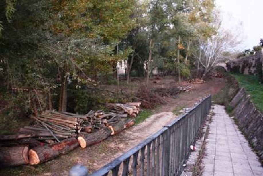 IU denuncia la tala desproporcionada de árboles